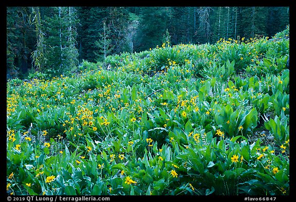 Meadow with arrowleaf balsam root in bloom. Lassen Volcanic National Park (color)