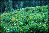 Meadow with arrowleaf balsam root in bloom. Lassen Volcanic National Park ( color)