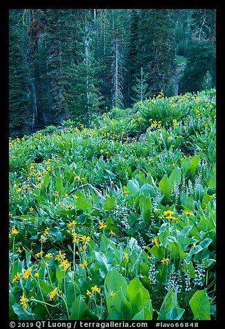 Wildflowers and red fir forest. Lassen Volcanic National Park (color)