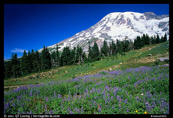 Flowers at Paradise and Mt Rainier, morning. Mount Rainier National Park (color)