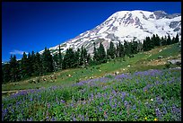 Flowers at Paradise and Mt Rainier, morning. Mount Rainier National Park, Washington, USA.