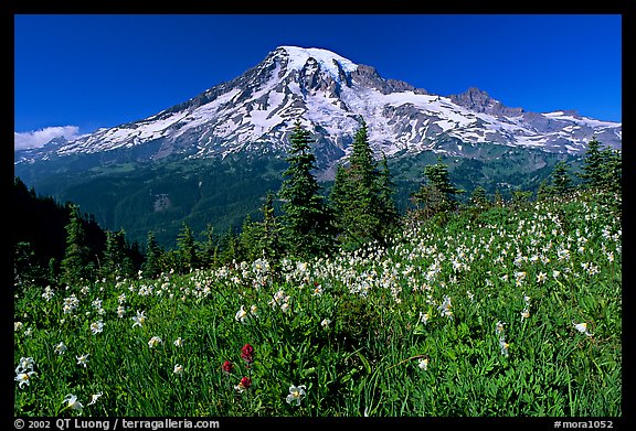 Avalanche lillies and Mt Rainier seen from the Tatoosh range, afternoon. Mount Rainier National Park, Washington, USA.