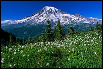 Avalanche lillies and Mt Rainier seen from the Tatoosh range, afternoon. Mount Rainier National Park, Washington, USA.