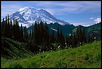Mt Rainier from Tipsoo Lake area, afternoon. Mount Rainier National Park ( color)