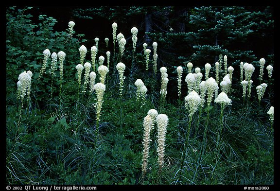 Tall beargrass flowers. Mount Rainier National Park, Washington, USA.