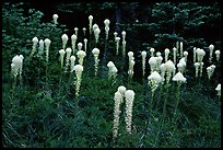Tall beargrass flowers. Mount Rainier National Park, Washington, USA. (color)