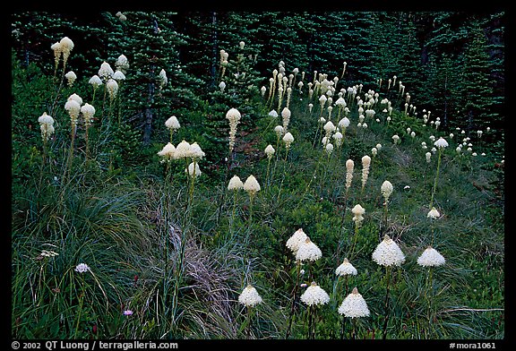 Conical beargrass flowers in forest meadow. Mount Rainier National Park (color)