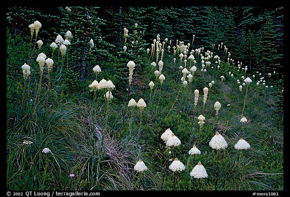 Conical beargrass flowers in forest meadow. Mount Rainier National Park, Washington, USA.