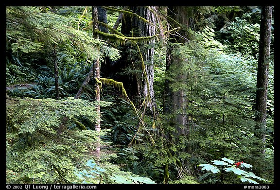 Foliage, Carbon rainforest. Mount Rainier National Park, Washington, USA.