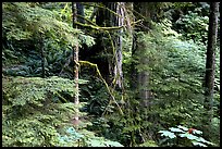 Foliage, Carbon rainforest. Mount Rainier National Park, Washington, USA. (color)