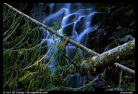 Waterfall in  Carbon rainforest area. Mount Rainier National Park, Washington, USA.