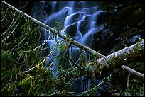 Waterfall in  Carbon rainforest area. Mount Rainier National Park ( color)