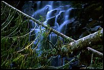 Waterfall in  Carbon rainforest area. Mount Rainier National Park, Washington, USA.