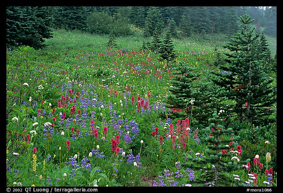 Wildflowers and trees at Paradise. Mount Rainier National Park, Washington, USA.