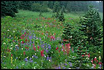 Wildflowers and trees at Paradise. Mount Rainier National Park, Washington, USA.