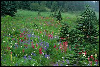 Wildflowers and trees at Paradise. Mount Rainier National Park, Washington, USA. (color)