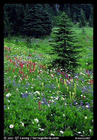 Wildflowers and trees at Paradise. Mount Rainier National Park, Washington, USA.