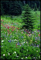 Wildflowers and trees at Paradise. Mount Rainier National Park, Washington, USA. (color)