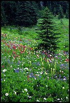 Wildflowers and trees at Paradise. Mount Rainier National Park, Washington, USA.