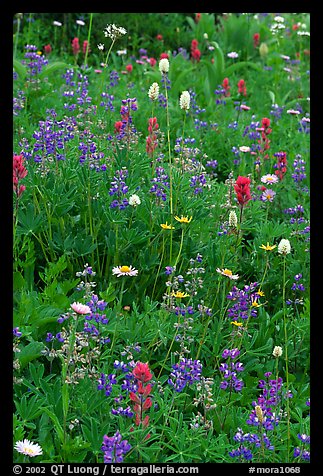 Wildflowers at Paradise. Mount Rainier National Park (color)