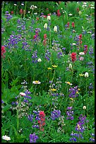 Wildflowers at Paradise. Mount Rainier National Park, Washington, USA.