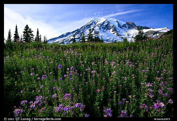 Dense carpet of wildflowers and Mt Rainier from Paradise, late afternoon. Mount Rainier National Park, Washington, USA.