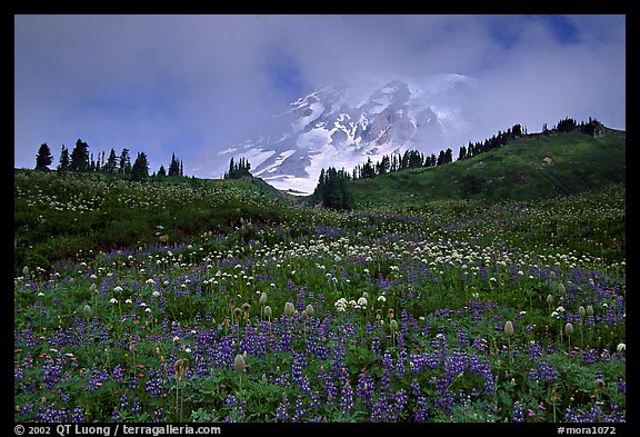 Lupine and Mt Rainier in fog from Paradise. Mount Rainier National Park, Washington, USA.