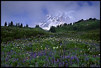 Lupine and Mt Rainier in fog from Paradise. Mount Rainier National Park, Washington, USA. (color)