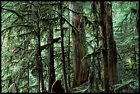 Carbon rainforest. Mount Rainier National Park, Washington, USA. (color)