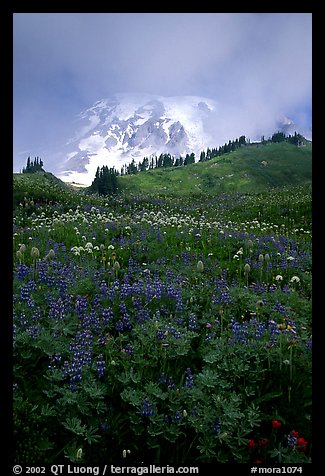 Lupine and Mt Rainier shrouded in fog from Paradise. Mount Rainier National Park, Washington, USA.