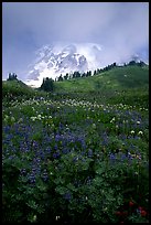 Lupine and Mt Rainier shrouded in fog from Paradise. Mount Rainier National Park, Washington, USA. (color)