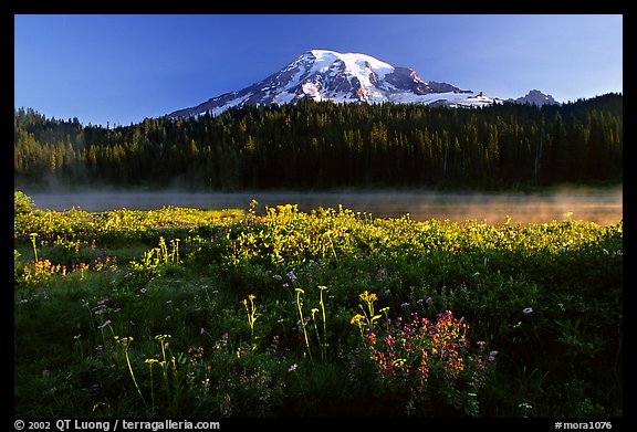 Carpet of summer flowers, Reflection Lake, and Mt Rainier, sunrise. Mount Rainier National Park, Washington, USA.