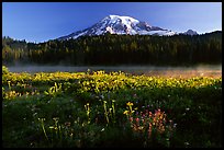 Carpet of summer flowers, Reflection Lake, and Mt Rainier, sunrise. Mount Rainier National Park, Washington, USA. (color)