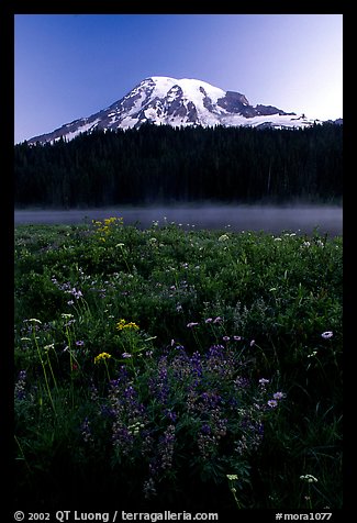 Wildflowers, Reflection Lake, and Mt Rainier, sunrise. Mount Rainier National Park, Washington, USA.