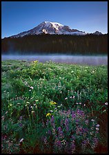 Wildflowers, Reflection Lake, and Mt Rainier, sunrise. Mount Rainier National Park, Washington, USA. (color)