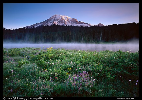 Wildflowers, Reflection Lake with fog raising, and Mt Rainier, sunrise. Mount Rainier National Park, Washington, USA.