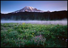 Wildflowers, Reflection Lake with fog raising, and Mt Rainier, sunrise. Mount Rainier National Park, Washington, USA. (color)