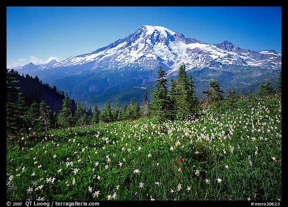 Avalanche lillies and Mt Rainier seen from  Tatoosh range, afternoon. Mount Rainier National Park, Washington, USA.