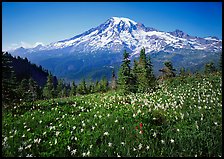 Avalanche lillies and Mt Rainier seen from  Tatoosh range, afternoon. Mount Rainier National Park, Washington, USA.