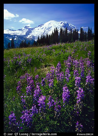 Lupines and Mt Rainier from Sunrise, morning. Mount Rainier National Park, Washington, USA.