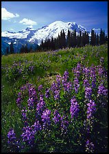 Lupines and Mt Rainier from Sunrise, morning. Mount Rainier National Park, Washington, USA.