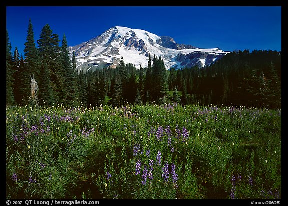 Lupine, conifers, and Mt Rainier, Paradise. Mount Rainier National Park (color)