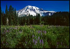 Lupine, conifers, and Mt Rainier, Paradise. Mount Rainier National Park, Washington, USA.