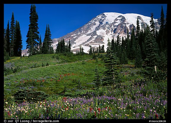 Meadow, wildflowers, trees, and Mt Rainier, Paradise. Mount Rainier National Park, Washington, USA.