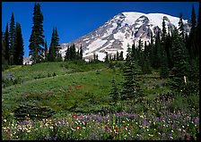 Meadow, wildflowers, trees, and Mt Rainier, Paradise. Mount Rainier National Park, Washington, USA. (color)