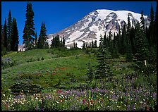 Meadow, wildflowers, trees, and Mt Rainier, Paradise. Mount Rainier National Park, Washington, USA.