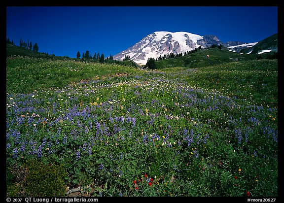 Lupine in meadow and Mt Rainier, Paradise. Mount Rainier National Park, Washington, USA.