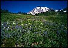 Lupine in meadow and Mt Rainier, Paradise. Mount Rainier National Park, Washington, USA. (color)