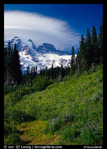 Meadow below Mount Rainier caped by cloud. Mount Rainier National Park (color)