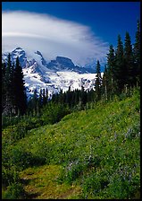 Meadow below Mount Rainier caped by cloud. Mount Rainier National Park, Washington, USA. (color)